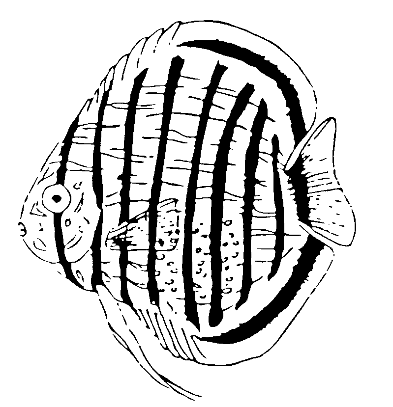 free Discus coloring page