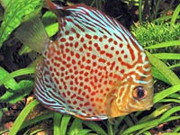 Discus image