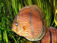 Discus image