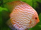 discus wallpaper