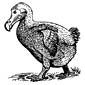 dodo