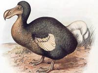 Dodo image