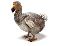 Dodo image