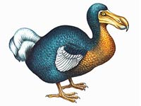 Dodo image