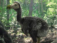 Dodo image