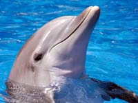 Dolphin picture