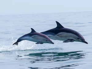 Swimming Dolphins