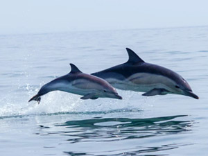 Dolphin image