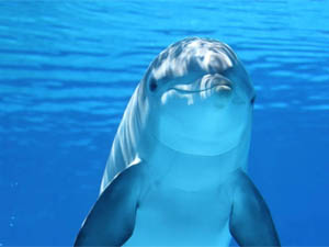 Dolphin image