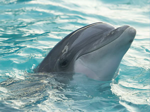 Dolphin underwater photo