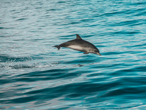 Two Dolphins