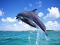 dolphin wallpapers