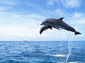 dolphin desktop wallpaper
