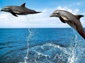 Dolphin wallpaper