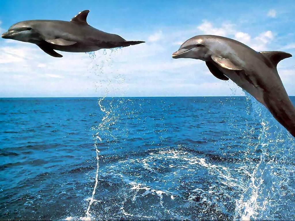 free Dolphin desktop wallpaper wallpapers Desktop and Mobile