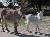 Donkey image