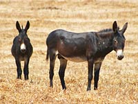 Donkey image