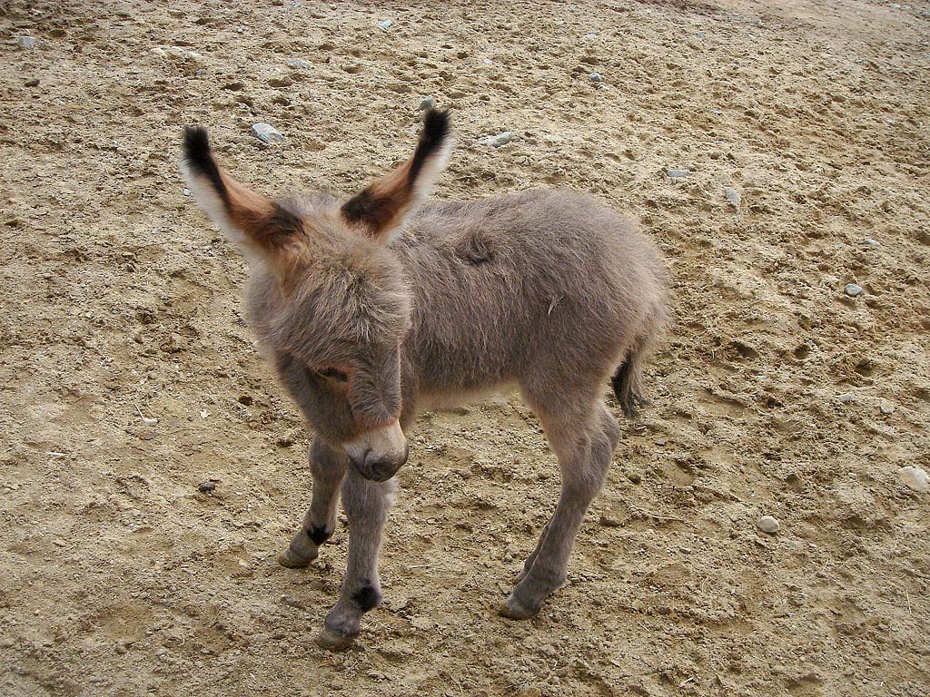 free Donkey wallpaper wallpapers download