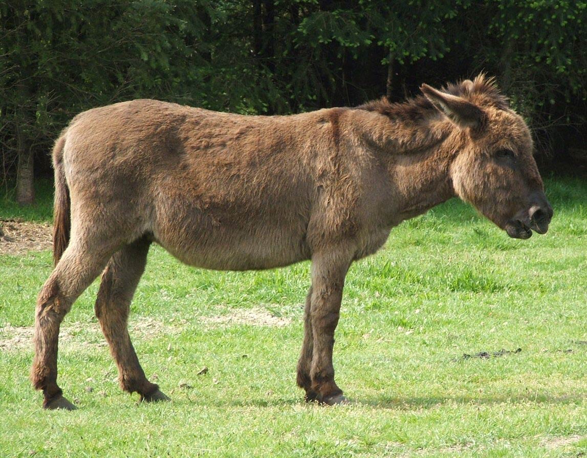 free Donkey wallpaper wallpapers download