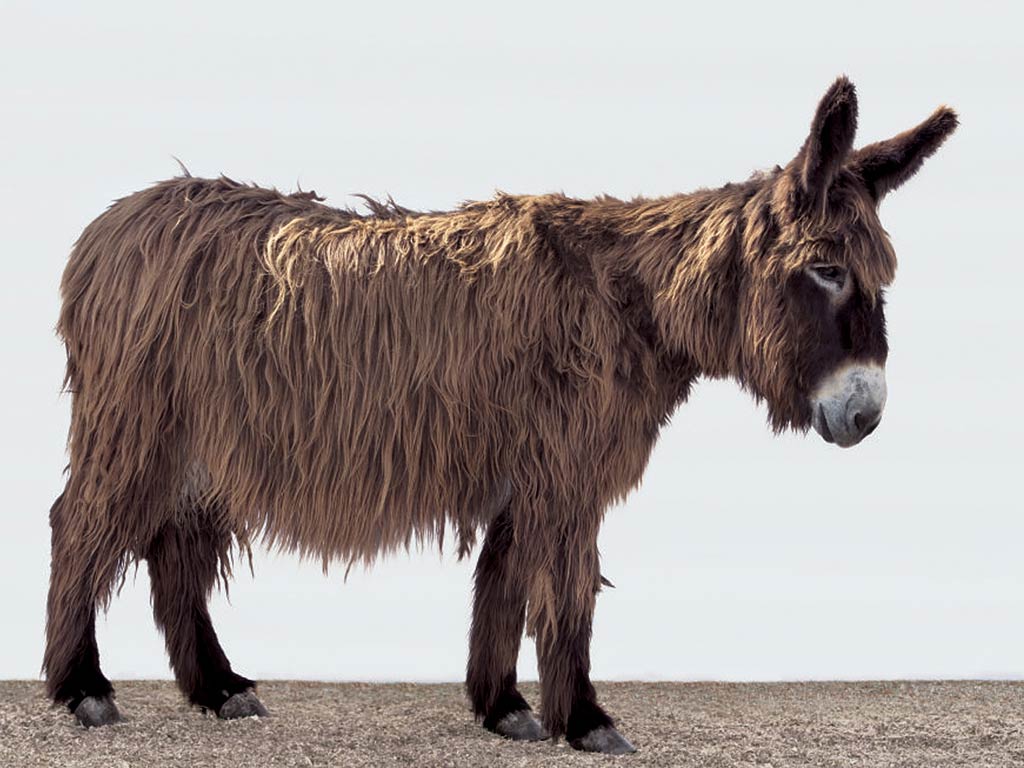 free Donkey wallpaper wallpapers download