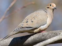 Dove image