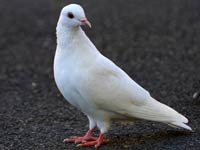 Dove image