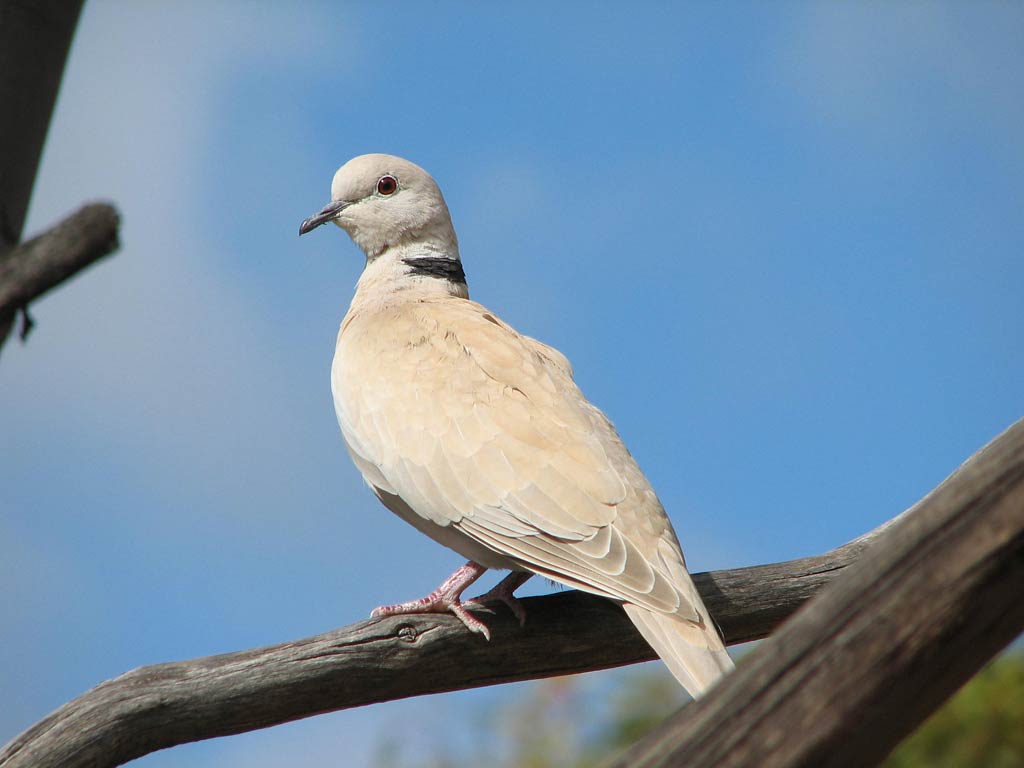 free Dove wallpaper wallpapers download