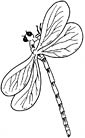 Dragonfly coloring page