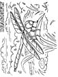 Dragonfly coloring page