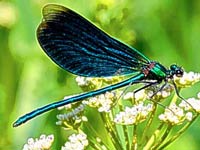 Dragonfly image