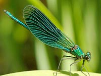 Dragonfly image
