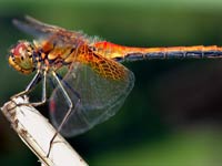 Dragonfly image