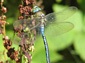 Dragonfly wallpaper