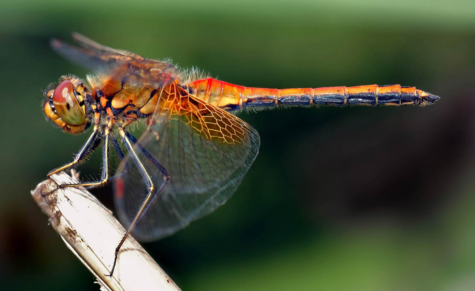 free Dragonfly wallpaper wallpapers and background