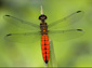 dragonfly desktop wallpaper