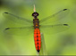 Dragonfly wallpaper