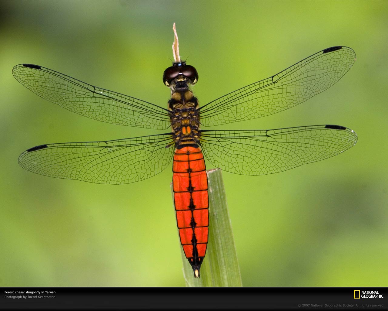 free Dragonfly wallpaper wallpapers download