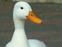 Duck image