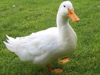 Duck image