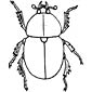 dung beetle