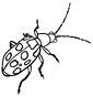 Dung Beetle coloring page