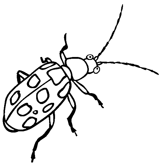 free Dung Beetle coloring page