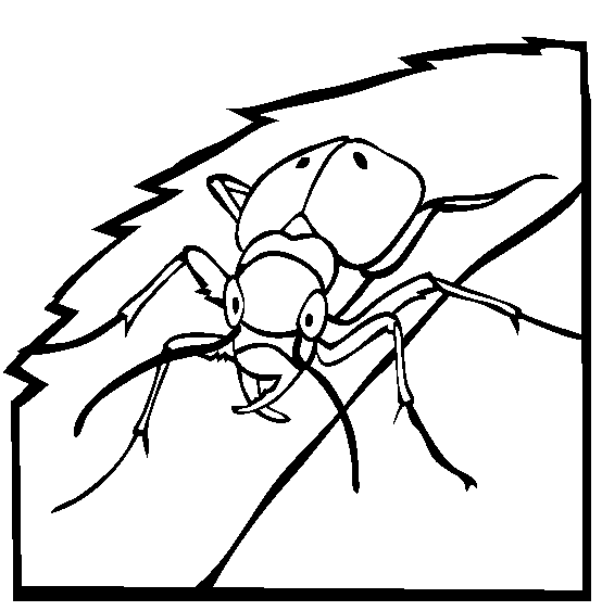 free Dung Beetle coloring page