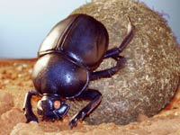 Dung Beetle image