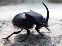 Dung Beetle image