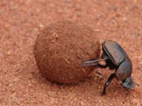 Dung Beetle image