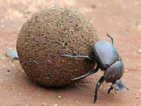 Dung Beetle image