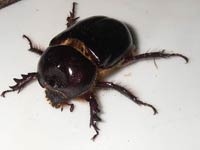 Dung Beetle image