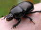dung beetle wallpaper