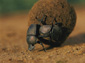 free dung beetle wallpaper
